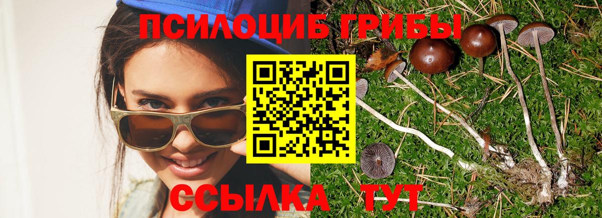 Псилоцибиновые грибы Psilocybe Гусиноозёрск